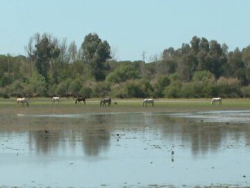 Más de la mitad de sus lagunas han desaparecido