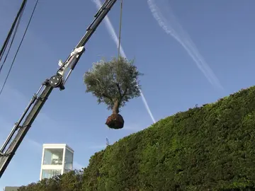 El olivo de la casa de Shakira y Piqué El olivo de la casa de Shakira y Piqué