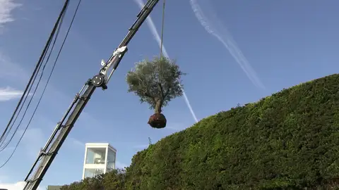 El olivo de la casa de Shakira y Piqué El olivo de la casa de Shakira y Piqué