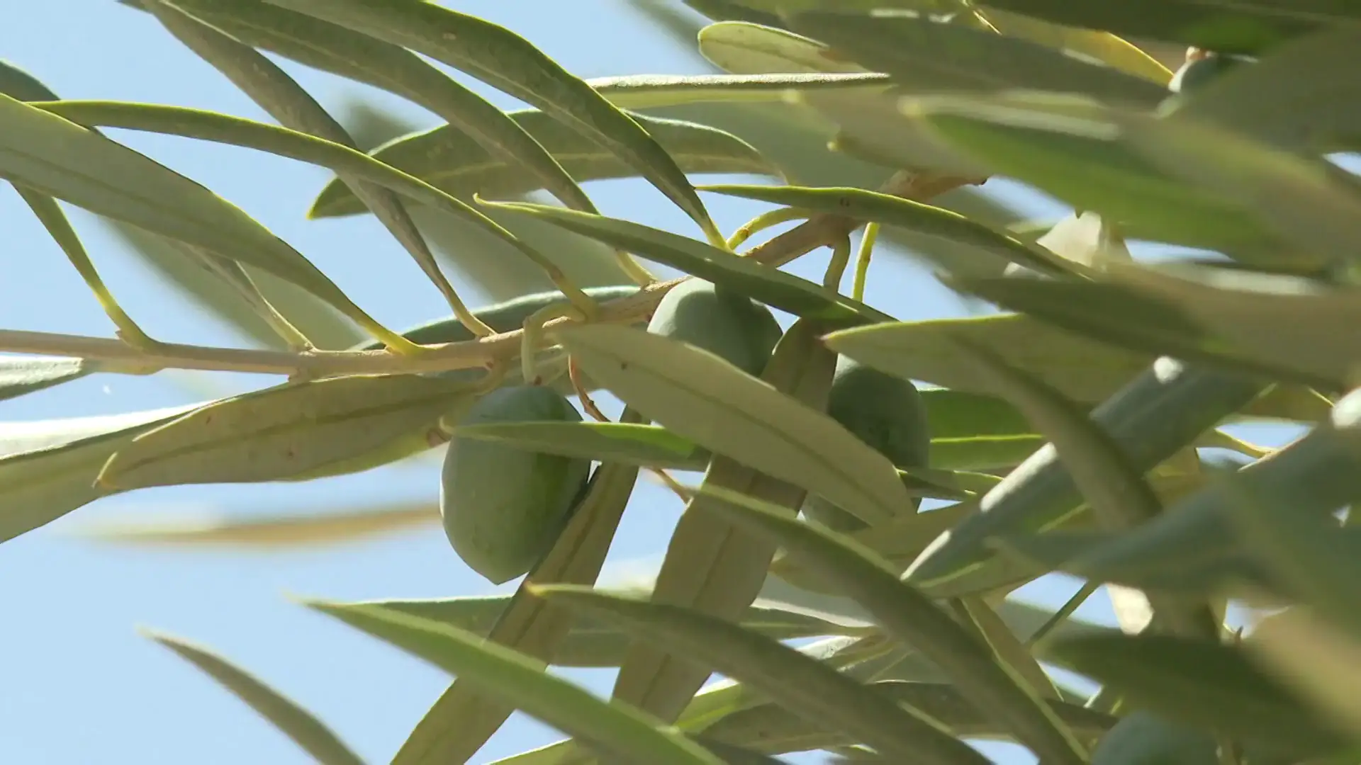 Olivos Olivos