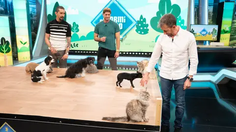 El experimento más tierno de 'El Hormiguero': Primer encuentro entre cachorros de perros y gatos El experimento más tierno de 'El Hormiguero': Primer encuentro entre cachorros de perros y gatos