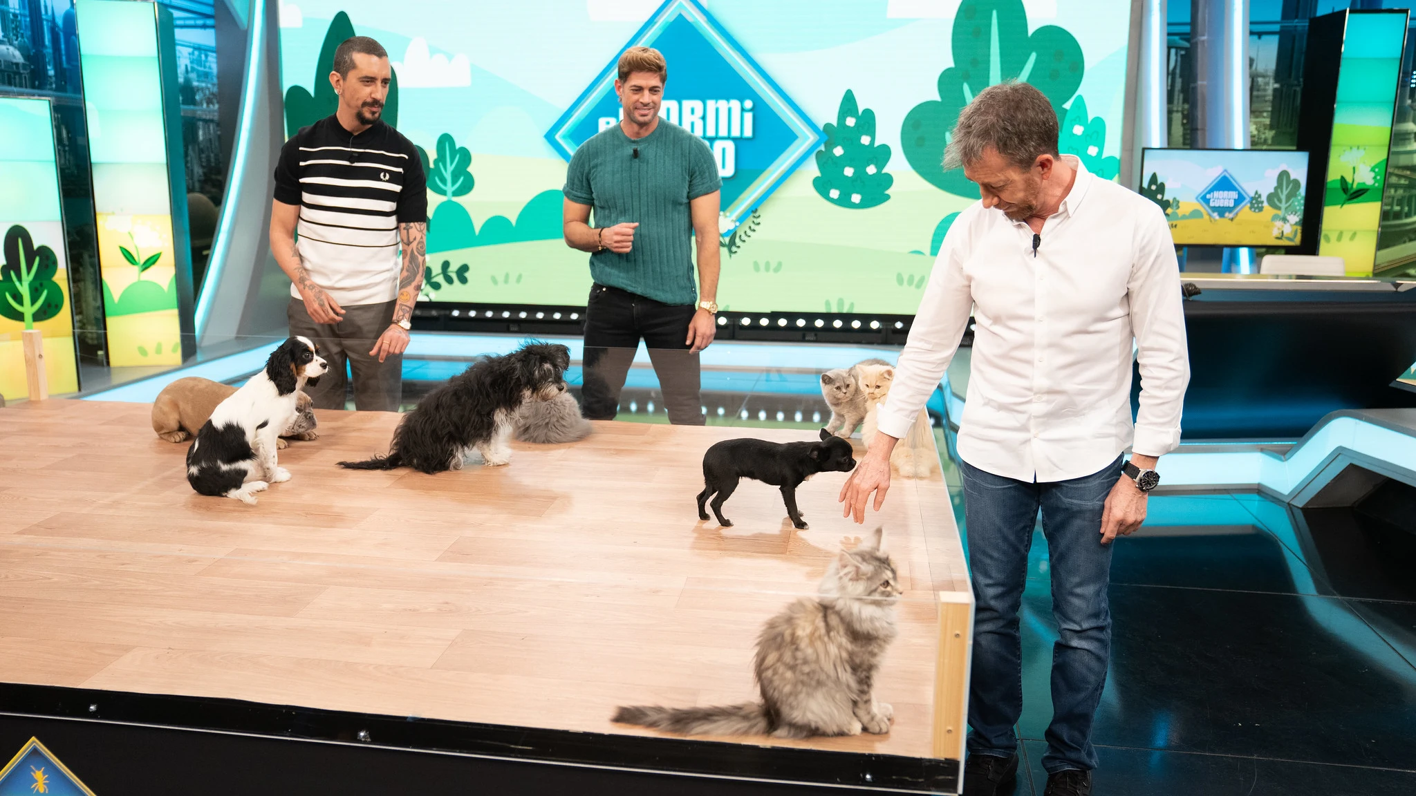 El experimento más tierno de 'El Hormiguero': Primer encuentro entre cachorros de perros y gatos El experimento más tierno de 'El Hormiguero': Primer encuentro entre cachorros de perros y gatos