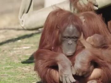 Zoe, la orangutana que aprendió a amamantar a su cría viendo a una madre con su bebé