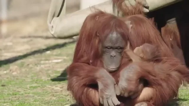 Zoe, la orangutana que aprendi&oacute; a amamantar a su cr&iacute;a viendo a una madre con su beb&eacute;