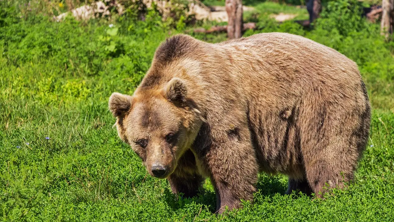 Imagen de archivo de un oso Imagen de archivo de un oso