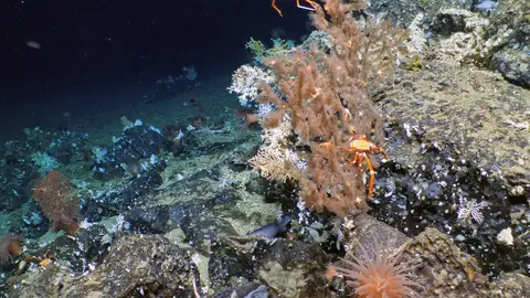 Descubren un arrecife de coral completamente puro en las Islas Galápagos