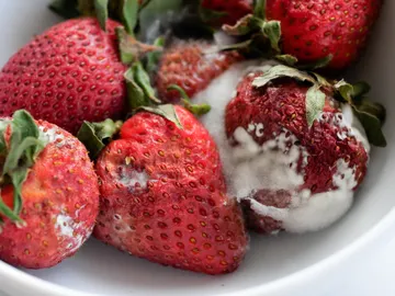 Fresas con moho Fresas con moho