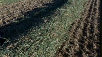 Cosechar grano en abril para evitar el desastre total: 