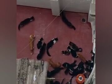 Los vecinos de un edificio de Valencia denuncian que en uno de los pisos viven 70 gatos