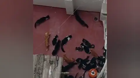 Los vecinos de un edificio de Valencia denuncian que en uno de los pisos viven 70 gatos Los vecinos de un edificio de Valencia denuncian que en uno de los pisos viven 70 gatos