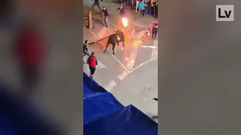 Imágenes de la cogida del toro embolado en Alicante Imágenes de la cogida del toro embolado en Alicante