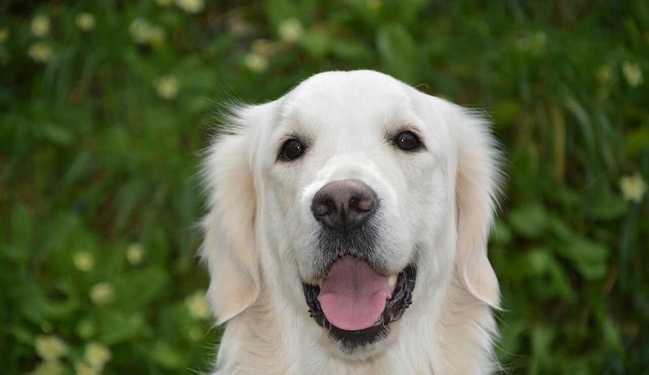 Imagen de archivo de un golden retriever