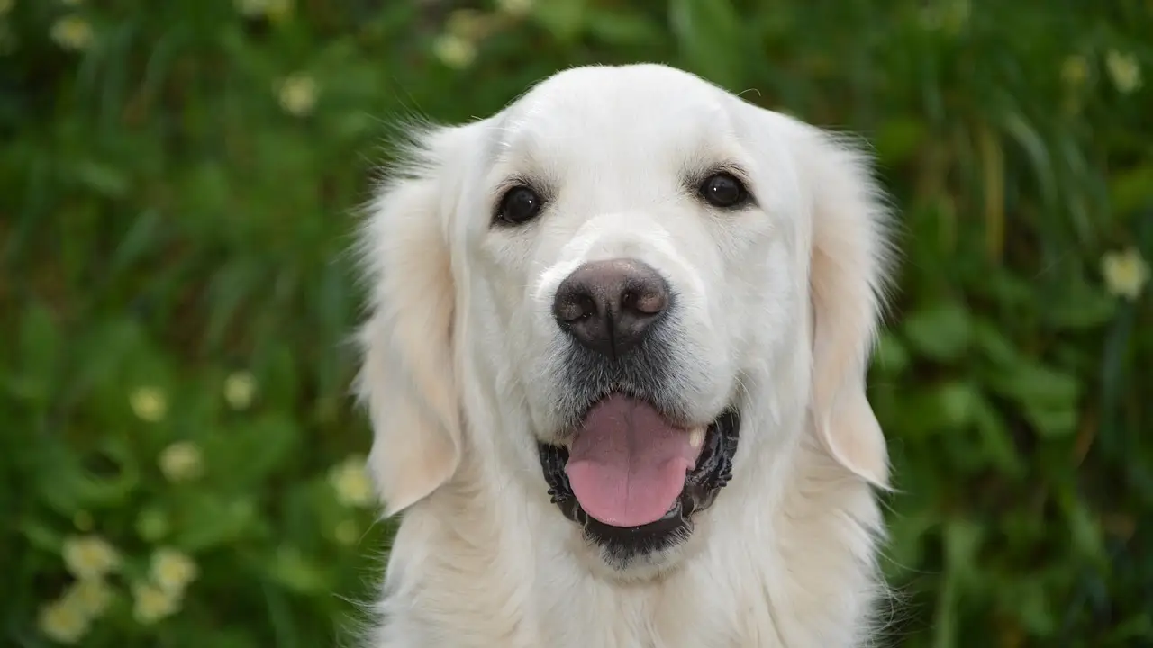 Imagen de archivo de un golden retriever Imagen de archivo de un golden retriever