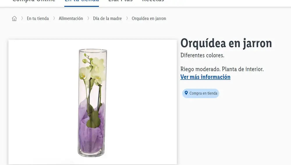 Orquídea en jarrón