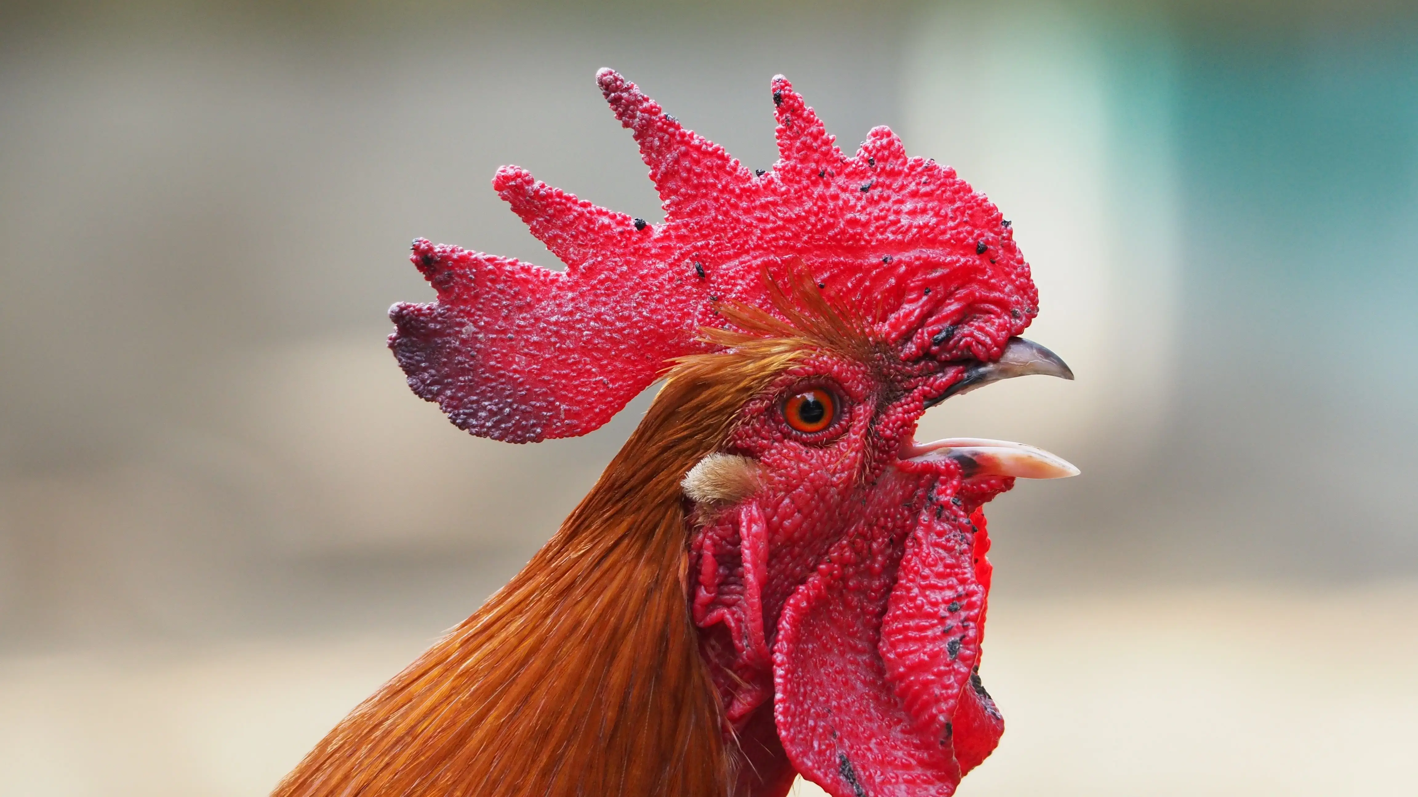 Un gallo cacereando