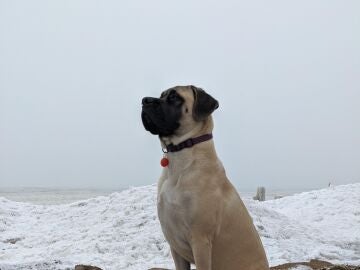 Un perro mirando al horizonte