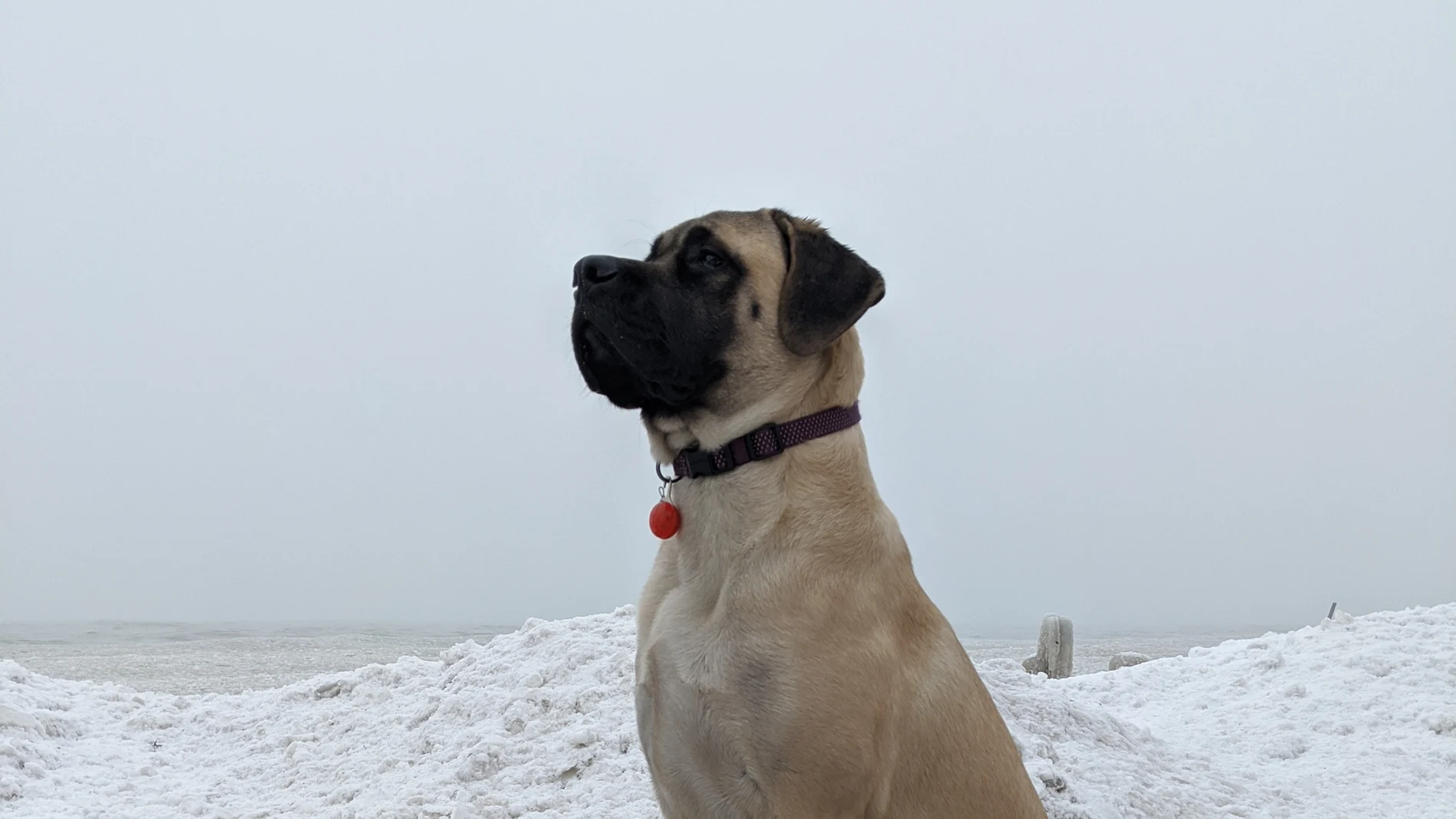 Un perro mirando al horizonte