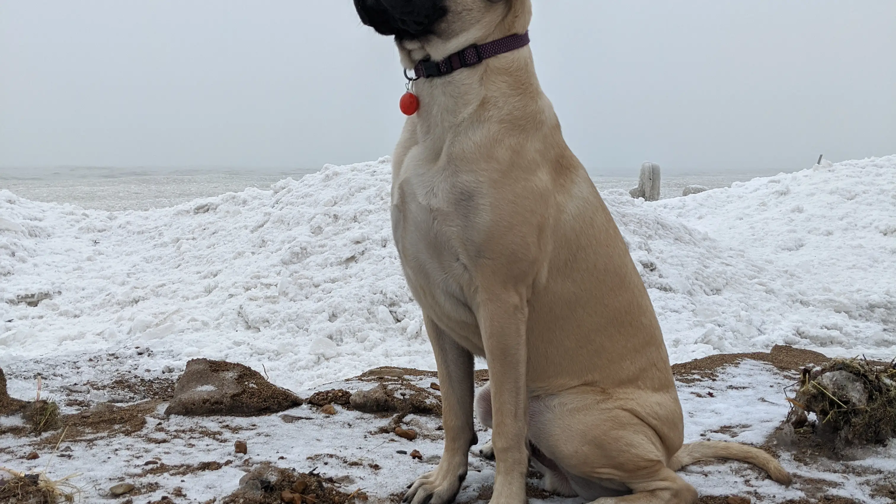 Un perro mirando al horizonte Un perro mirando al horizonte