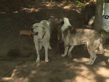 Perros que tienen atemorizados a los vecinos de Cerdeiras, en Campo Lameiro