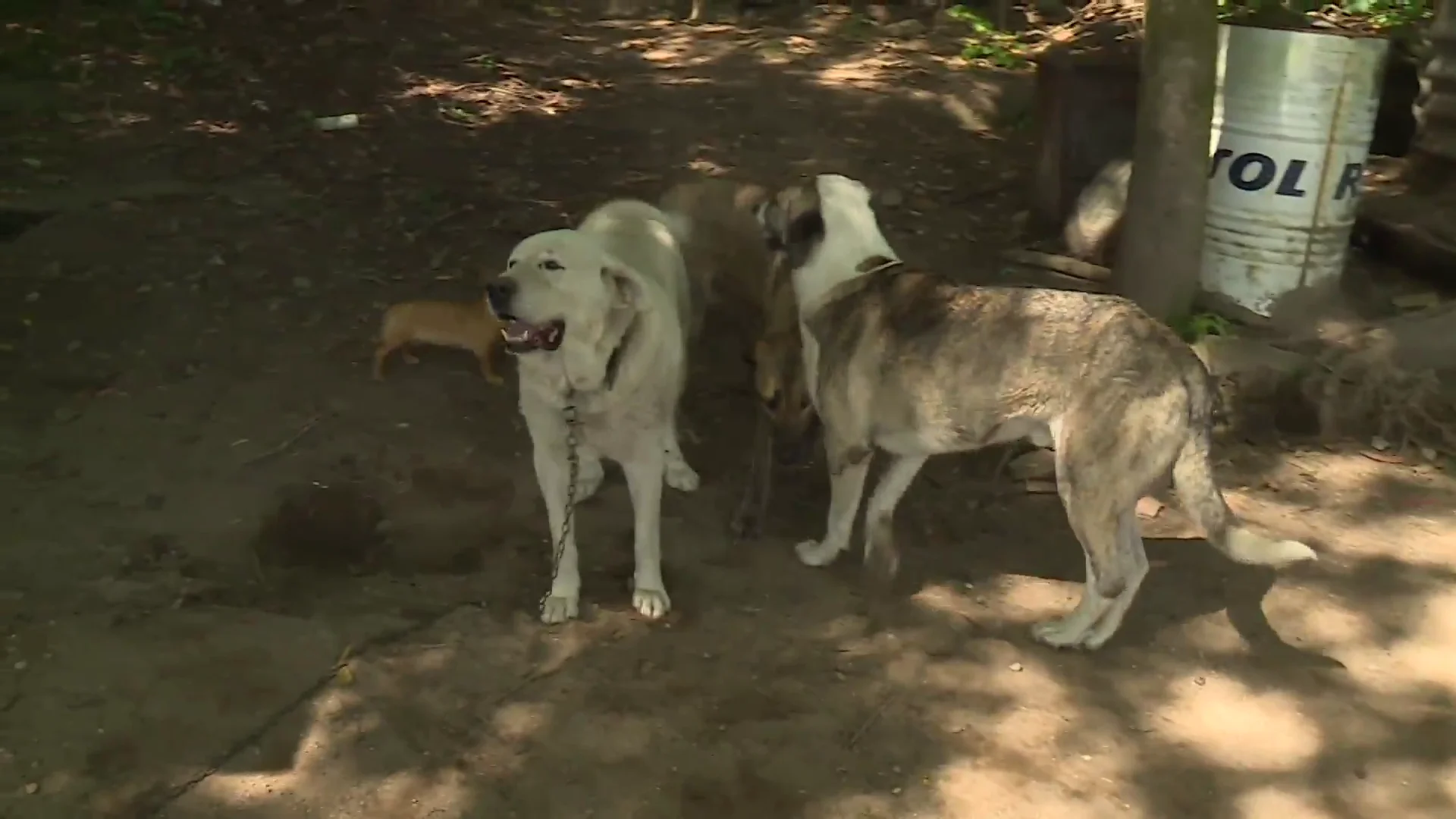 Perros que tienen atemorizados a los vecinos de Cerdeiras, en Campo Lameiro Antena 3 Noticias