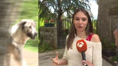 Un pueblo de Pontevedra, aterrorizado por una manada de perros salvajes: 