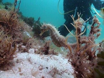 Caballito de mar