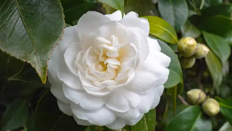 Camelia blanca Camelia blanca