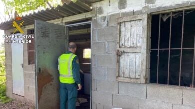 Detenido por dejar morir de hambre a 5 perros: se comieron unos a otros para intentar sobrevivir