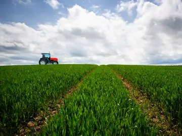 Cultivos energéticos en zonas rurales, nueva medida para frenar el cambio climático Cultivos energéticos en zonas rurales, nueva medida para frenar el cambio climático