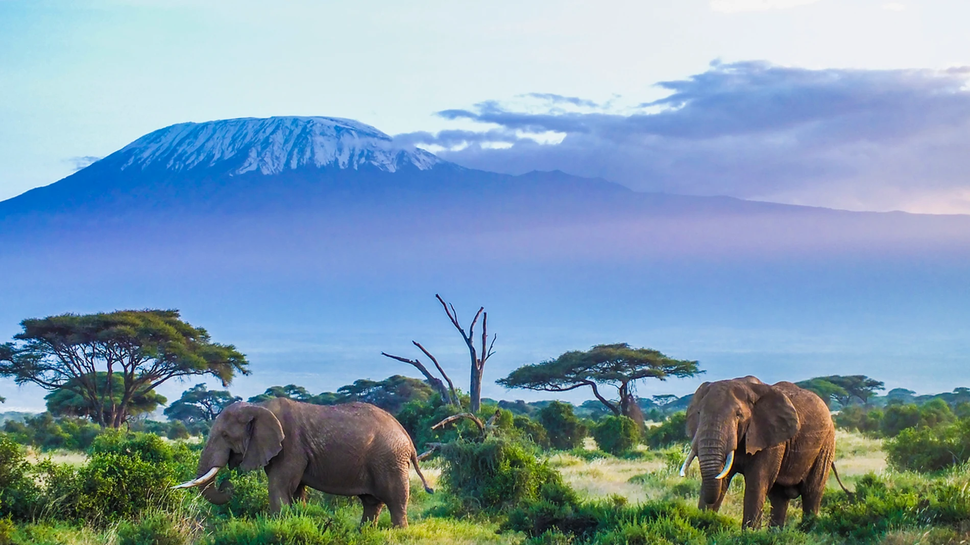 Elefantes junto al Kilimanjaro, en Tanzania