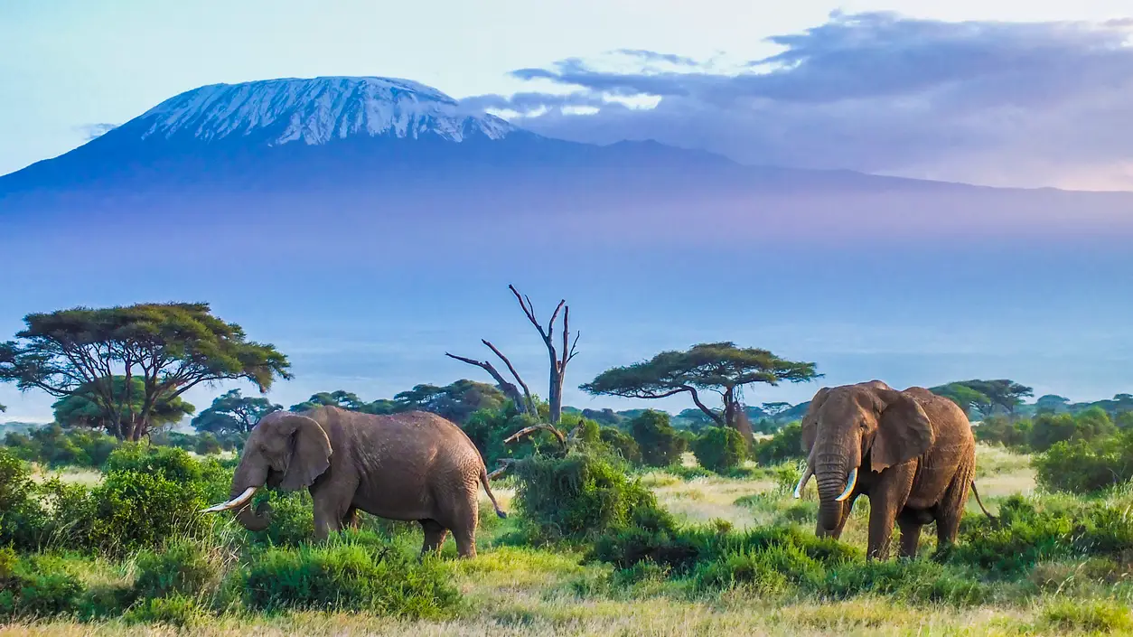 Elefantes junto al Kilimanjaro, en Tanzania