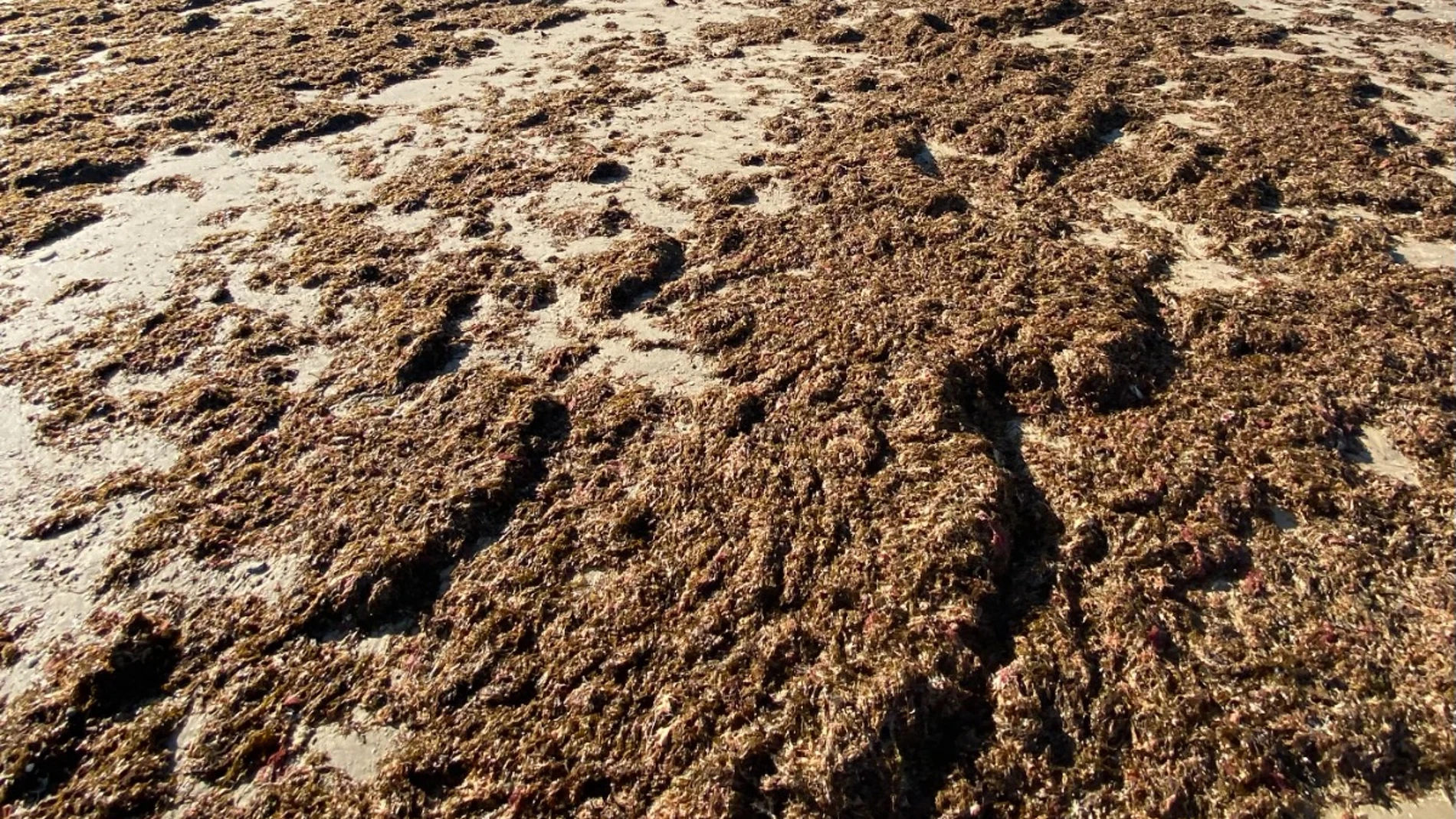El alga invasora en la playa de la Caleta