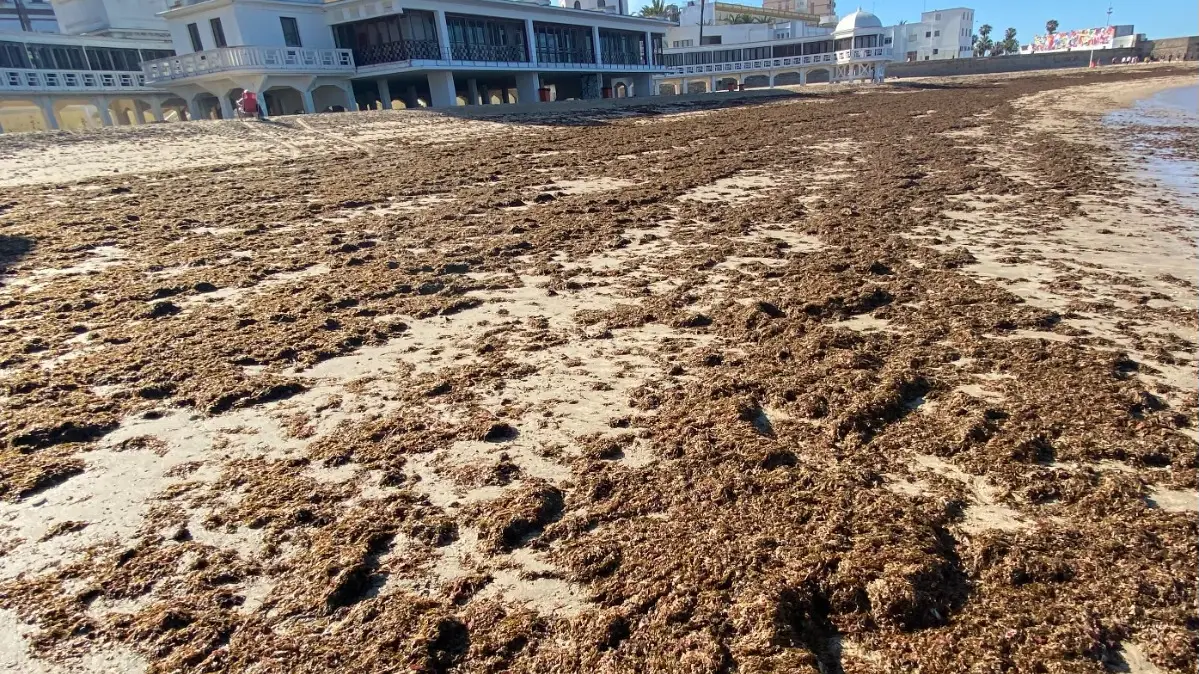El alga invasora en la playa de la Caleta