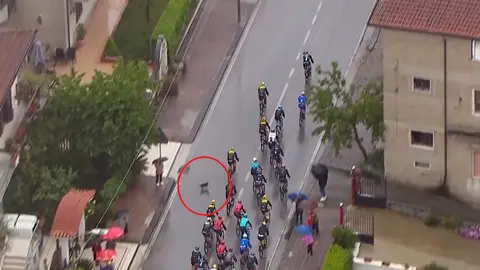 Momento en el que un perro se cruza en el camino de Remco Evenepoel Momento en el que un perro se cruza en el camino de Remco Evenepoel
