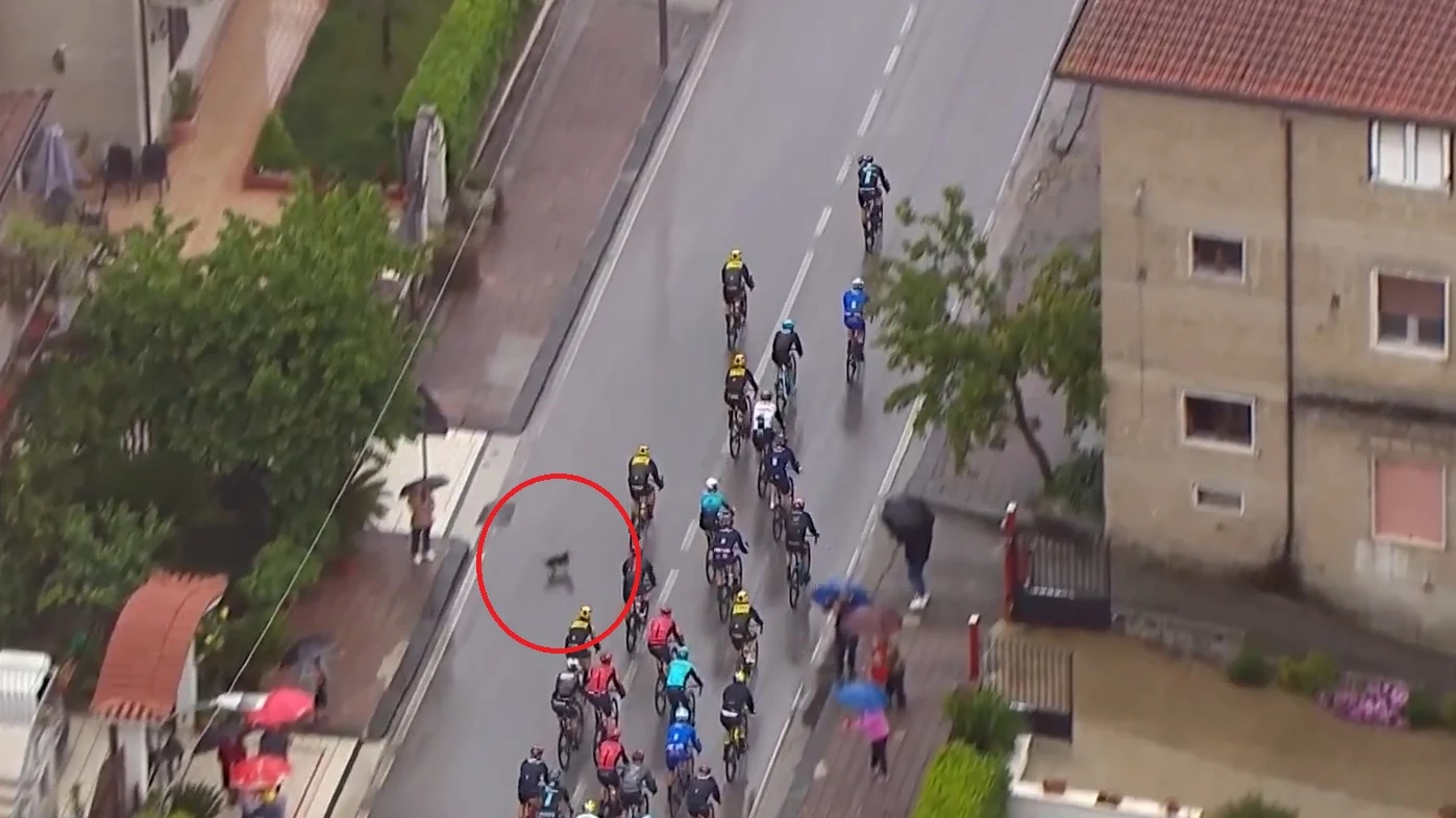 Momento en el que un perro se cruza en el camino de Remco Evenepoel Momento en el que un perro se cruza en el camino de Remco Evenepoel