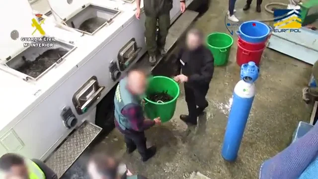 El vídeo de la Guardia Civil y la Gendarmeria francesa tras incautar 1,5 toneladas de angulas El vídeo de la Guardia Civil y la Gendarmeria francesa tras incautar 1,5 toneladas de angulas