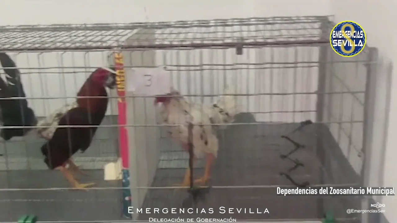 Desmantelan en Sevilla un criadero ilegal con 19 gallos de pelea Desmantelan en Sevilla un criadero ilegal con 19 gallos de pelea