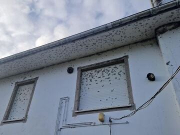 La plaga de moscas en la fachada