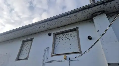 La plaga de moscas en la fachada