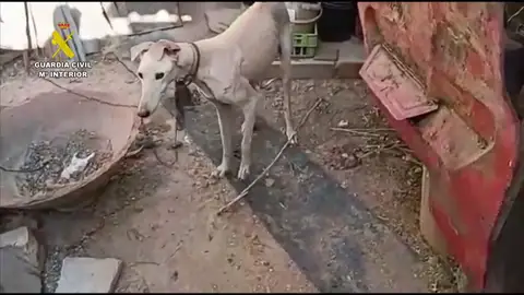 Así ha encontrado la Guardia Civil a los animales Así ha encontrado la Guardia Civil a los animales
