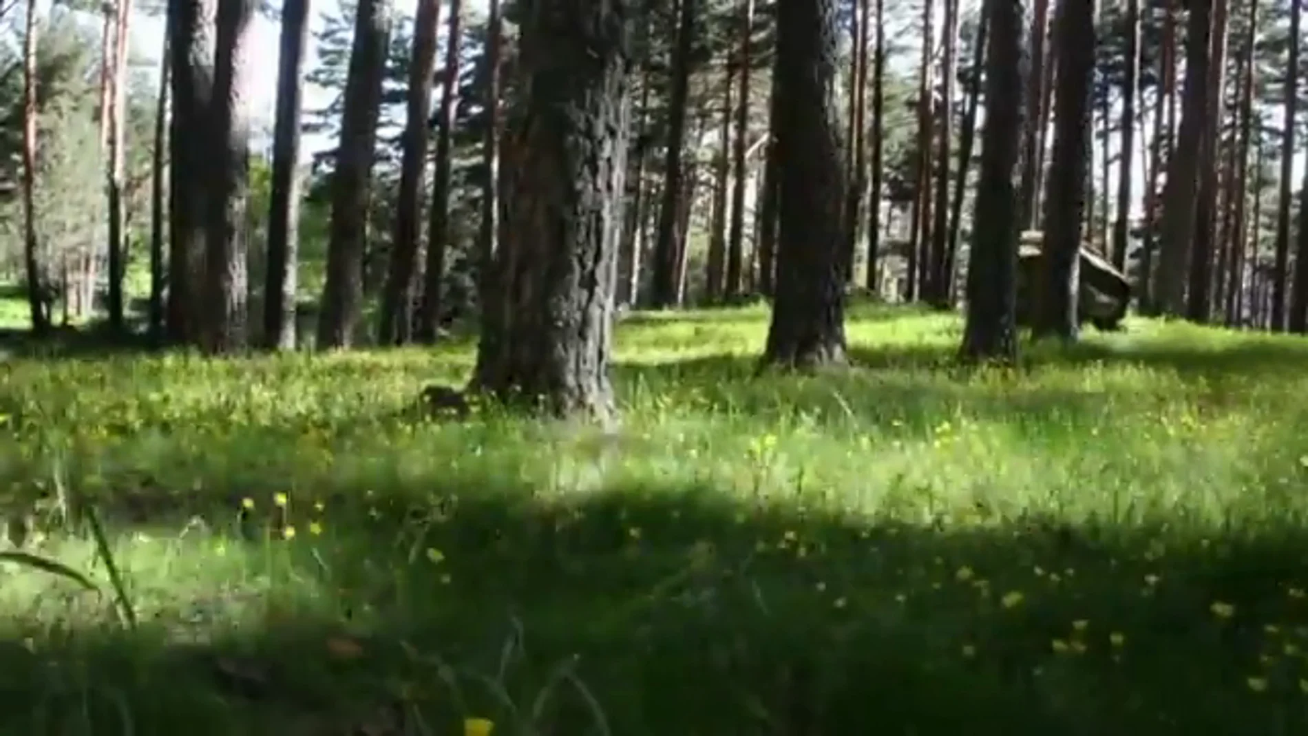 Día Europeo de los Parques: ¿qué son los parques naturales? Día Europeo de los Parques: ¿qué son los parques naturales?