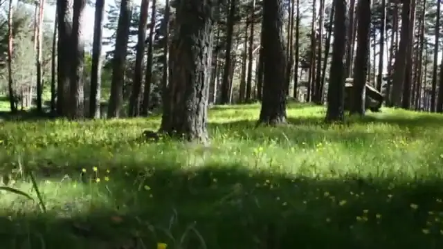 Día Europeo de los Parques: ¿qué son los parques naturales? Día Europeo de los Parques: ¿qué son los parques naturales?