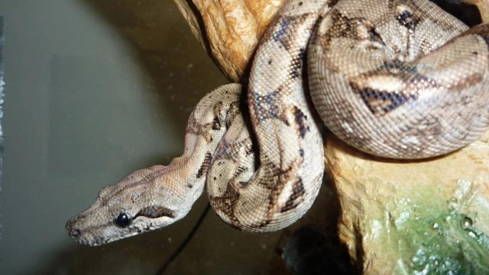 Se busca boa constrictor de dos metros en Ferrol