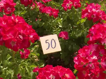 El Parque del Oeste se inunda de rosas este mes de mayo El Parque del Oeste se inunda de rosas este mes de mayo