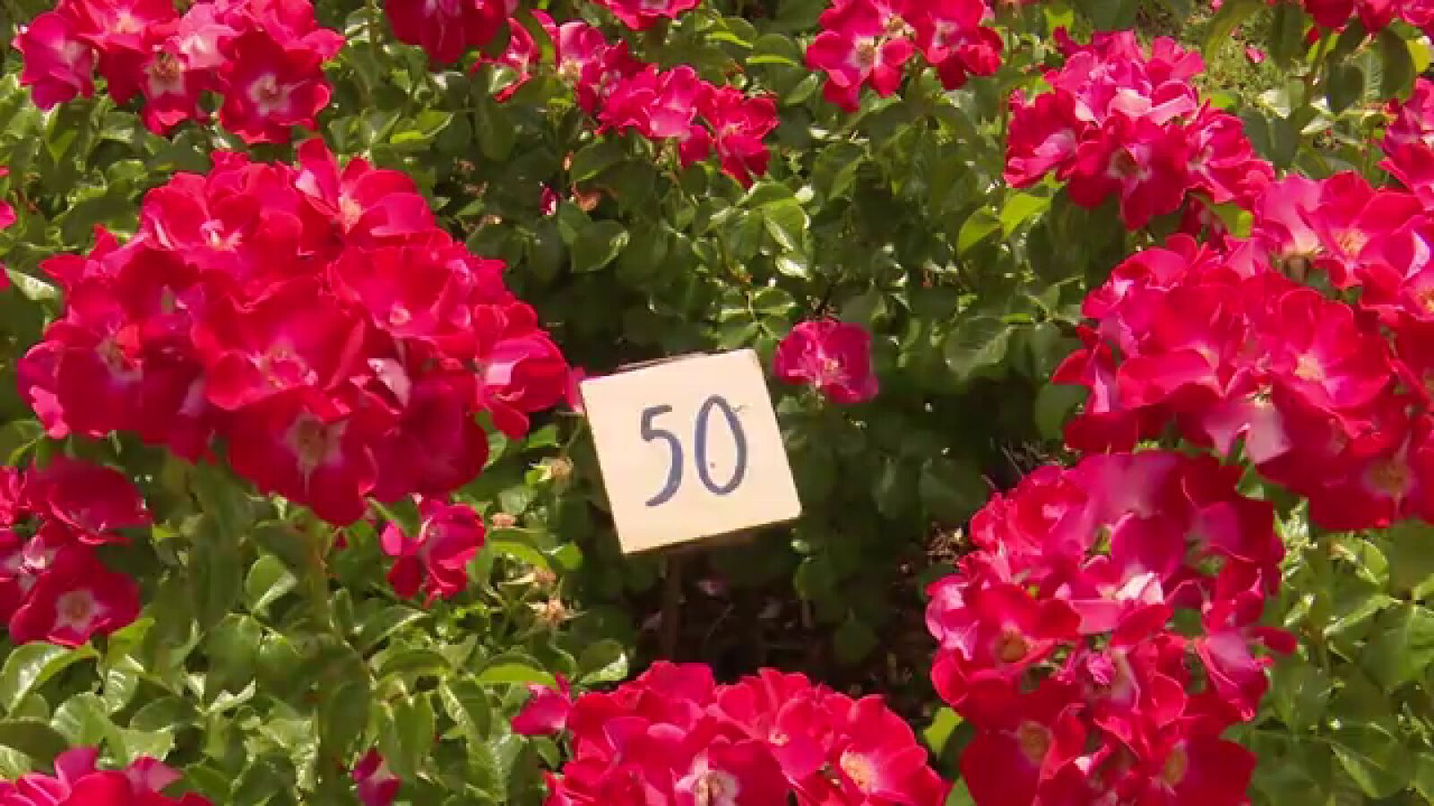 El Parque del Oeste se inunda de rosas este mes de mayo 