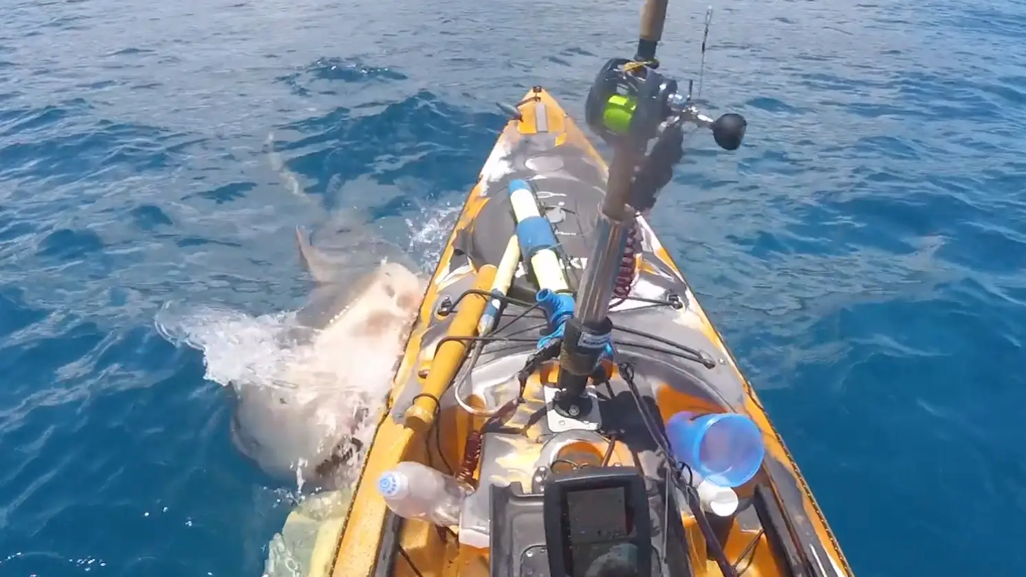 El momento en que un tiburón muerde el kayak de un pescador en Hawái El momento en que un tiburón muerde el kayak de un pescador en Hawái