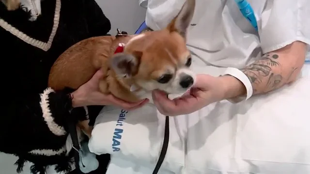 Perros en el Hospital del Mar de Barcelona