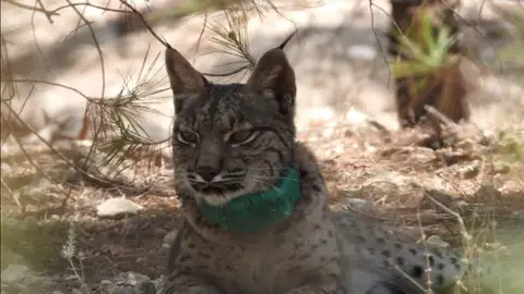 Lince Tiko, encontrado en una guardería de Lorca Lince Tiko, encontrado en una guardería de Lorca
