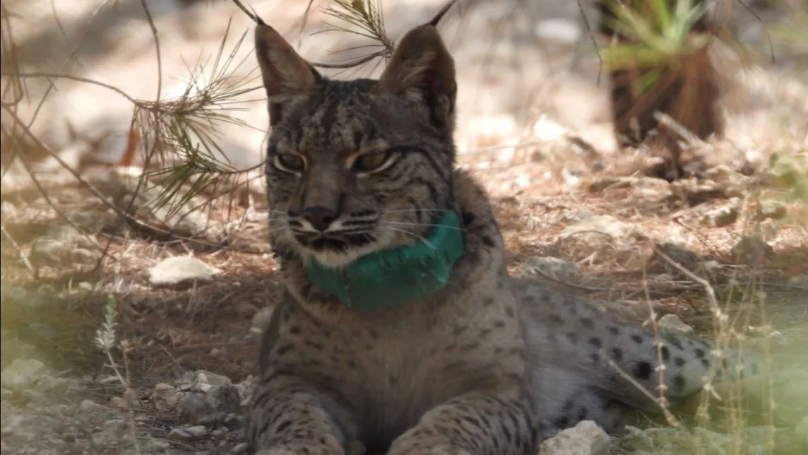 Lince Tiko, encontrado en una guardería de Lorca Lince Tiko, encontrado en una guardería de Lorca