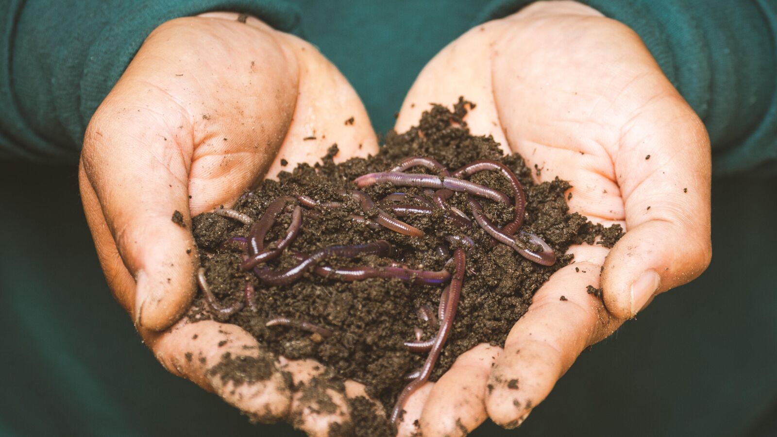  Insectos en la dieta: ¿Son saludables y seguros para el consumo humano? 